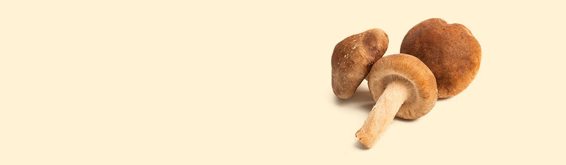 Shiitake